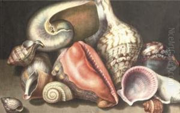 Various Shells On A Stone Ledge Oil Painting by Giovanna Garzoni