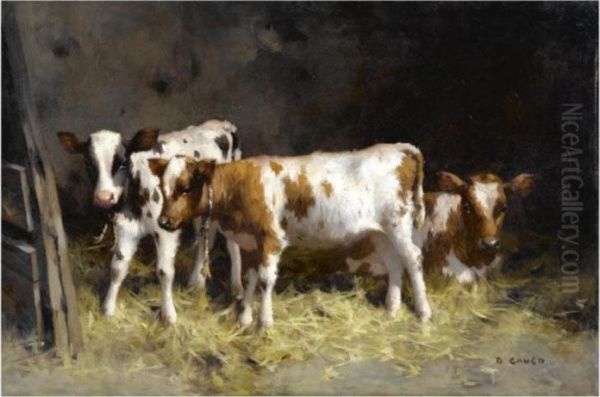 Calves At Rest Oil Painting by David Gauld