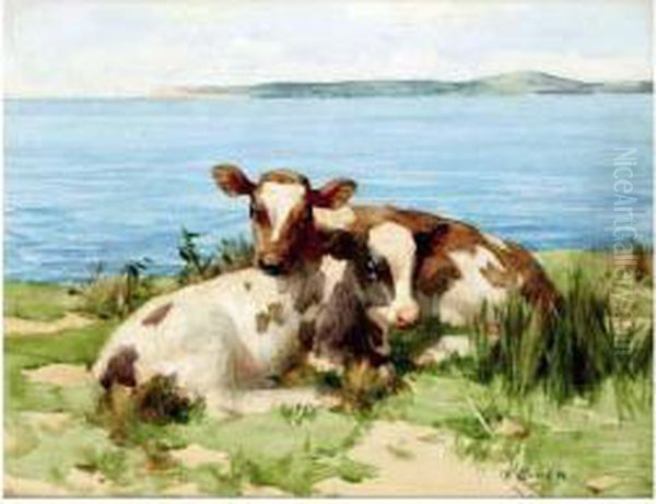 Calves Resting By The Sea Oil Painting by David Gauld