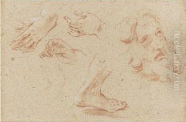 Sheet Of Studies Of Hands, A Foot And The Head Of A Beardedman Oil Painting by Giovanni Battista (Baciccio) Gaulli