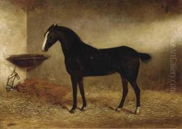 Bob, A Black Horse In A Stable Oil Painting by George Earl