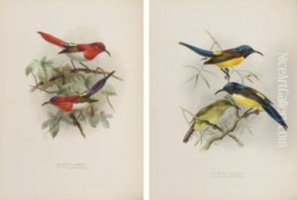 A Monograph Of The Nectariniidae, Or Family Of Sun-birds Oil Painting by Sir Ernest George