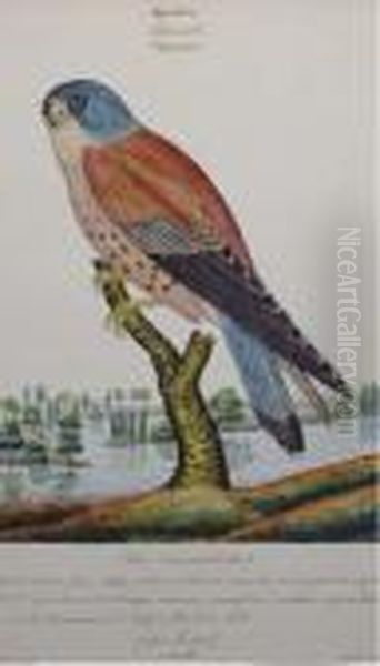 Aquatic Ornothological Studies: Twenty Plates Oil Painting by Walter Goodall