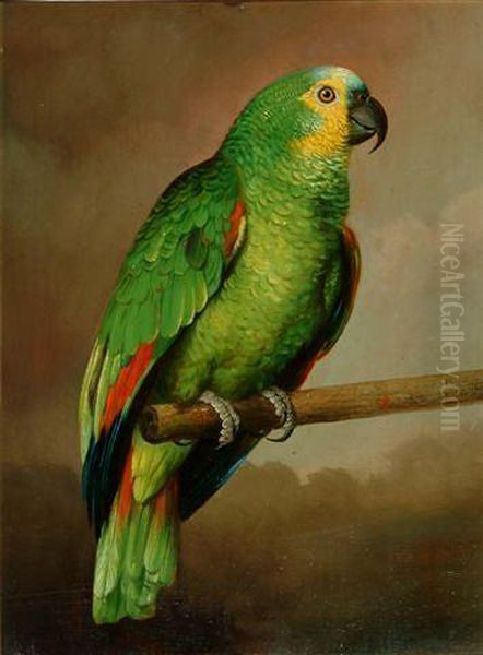 Portrait Of A Blue Fronted Amazon Parrot On A Perch Oil Painting by Thomas Cooper Gotch