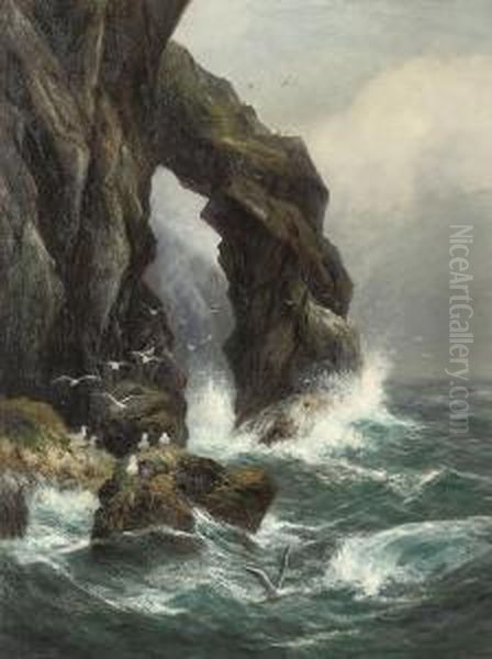 Gulls Off A Rocky Coastline Oil Painting by Peter Graham