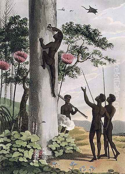 Climbing Trees, aborigines in New South Wales, 1813 Oil Painting by John Heaviside Clark