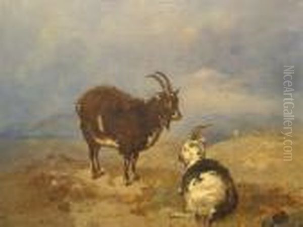 Laid Onboard, A Study Of Two Goats In Upland Landscape Oil Painting by Alfred H. Green