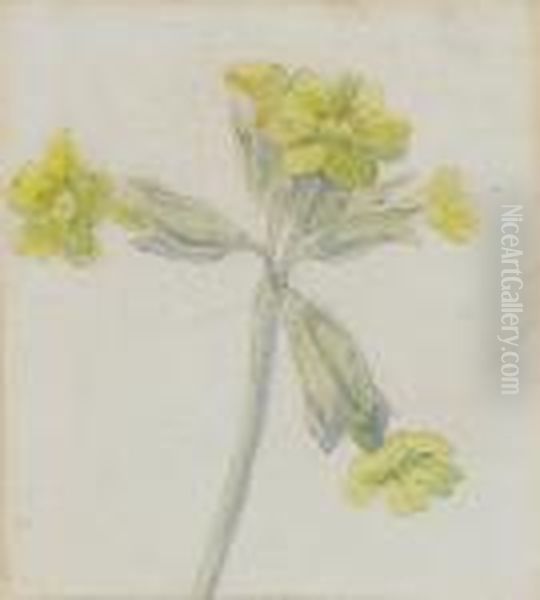 A Study Of A Cowslip Oil Painting by Kate Greenaway