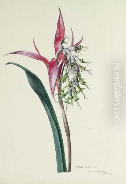 Billbergia Zebrina Oil Painting by Franz Xaver Gruber