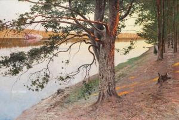 Evening Sun On A Pine Tree Oil Painting by August Wilhelm Nikolaus Hagborg