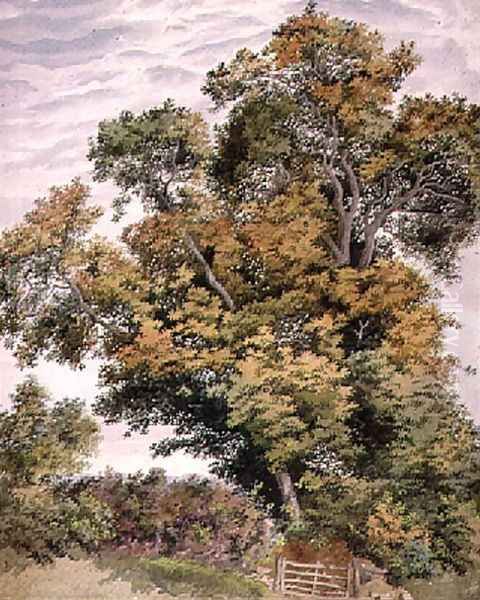 Study of an Oak Tree Oil Painting by Thomas Collier