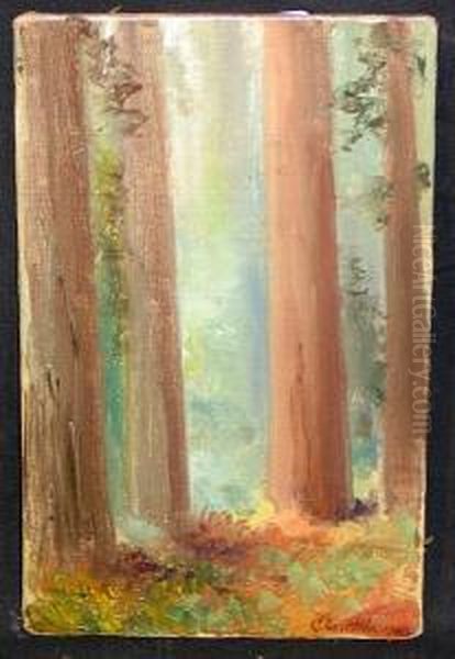 A Study Of Redwoods Oil Painting by Charles Henry Harmon