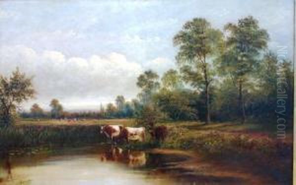 Cattle Watering At Ponds Edge, With Further Cattle In Pasture In The Background Oil Painting by Henry Harris