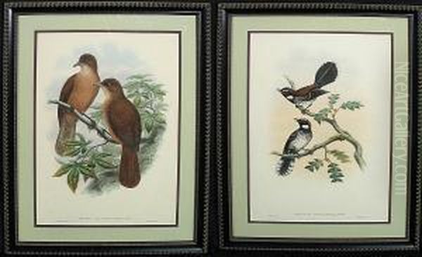 Ornithological Prints: Rhipidura Leucothorax And Rectes Leucorhynchus Oil Painting by William M. Hart