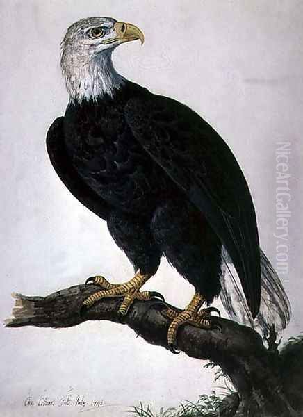 White-headed Sea Eagle Oil Painting by Charles Collins