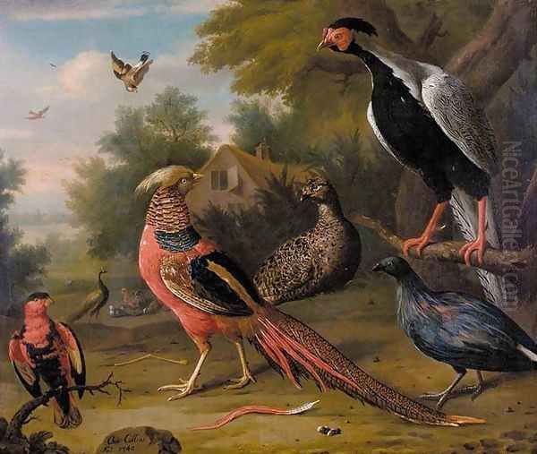 Exotic Pheasants and Other Birds 1740 Oil Painting by Charles Collins