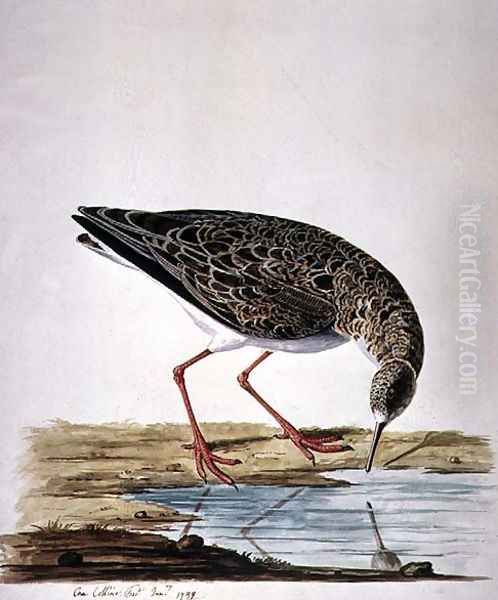 Curlew Sandpiper Oil Painting by Charles Collins