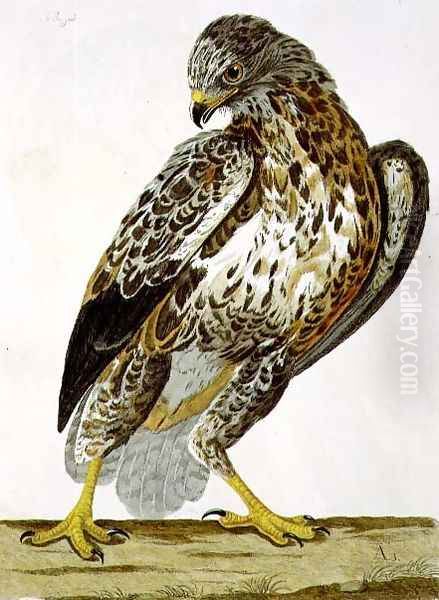 The Buzzard (Buteo buteo) plate from 'The British Zoology Oil Painting by Charles Collins