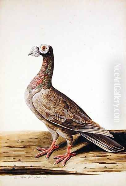 A Woodgrouse, Hen, 1741 Oil Painting by Charles Collins