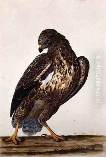 The Common Buzzard 1739 Oil Painting by Charles Collins