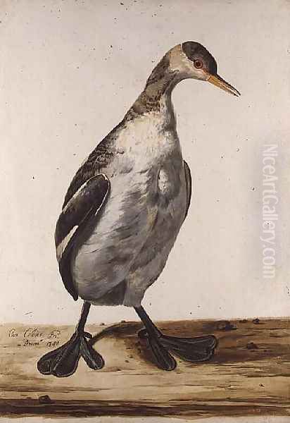 The Greater Loon Oil Painting by Charles Collins