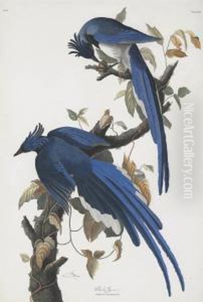 Coumbia Jay (plate 96) Oil Painting by Robert I Havell