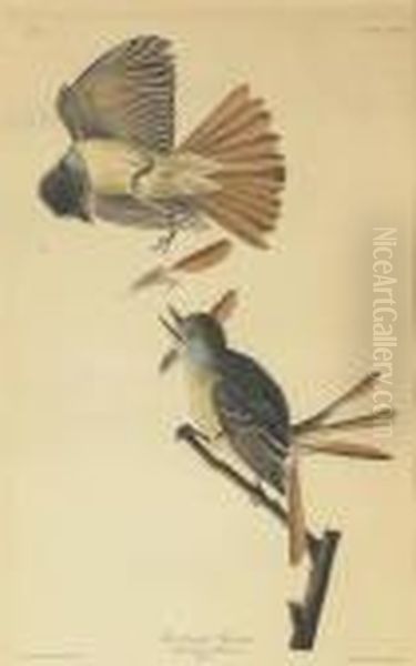 Great Crested Flycatcher (plate Cxxix) Oil Painting by Robert I Havell