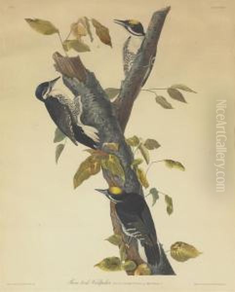 Three-toed Woodpecker (plate Cxxxii) Oil Painting by Robert I Havell