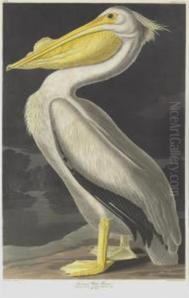 Pelicanus Americanus Oil Painting by Robert I Havell