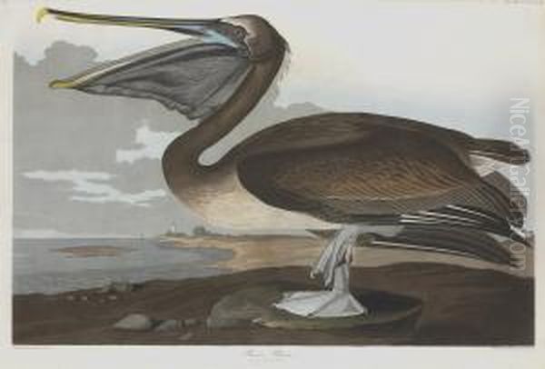 Pelicanus Puscus Oil Painting by Robert I Havell