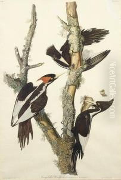 Ivory-billed Woodpecker (plate Lxvi)
Picus Principalis Oil Painting by Robert I Havell