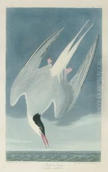 Arctic Tern (plate Ccl)
Sterna Arctica Oil Painting by Robert I Havell