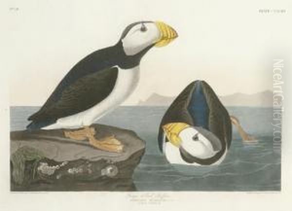 Large-billed Puffin (plate Ccxciii)
Mormon Glacialis Oil Painting by Robert I Havell