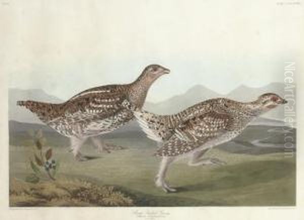 Sharp-tailed Grous (plate Ccclxxxii)
Tetrao Phasianellus Oil Painting by Robert I Havell