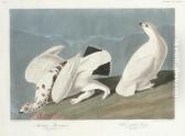 American Ptarmigan And White-tailed Grouse (plate Ccccxviii) Oil Painting by Robert I Havell