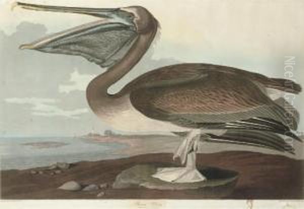 Brown Pelican (plate Ccccxxi)
Pelicanus Puscus Oil Painting by Robert I Havell