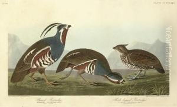 Plumed Partridge And Thick-legged Partridge (plate Ccccxxiii) Oil Painting by Robert I Havell