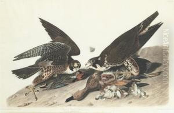 Falco Peregrinus Oil Painting by Robert I Havell