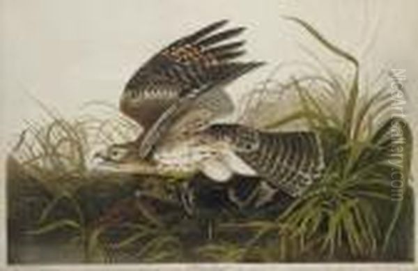 Winter Hawk (plate 71)
Circus Hyemalis Oil Painting by Robert I Havell