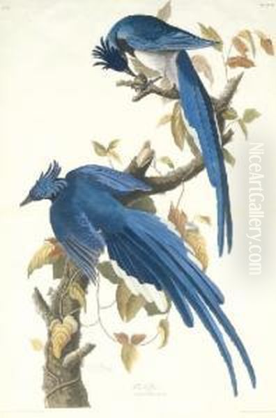 Garrulus Ultramarinus Oil Painting by Robert I Havell