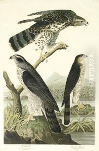 Goshawk And Stanley Hawk (plate Cxli) Oil Painting by Robert I Havell