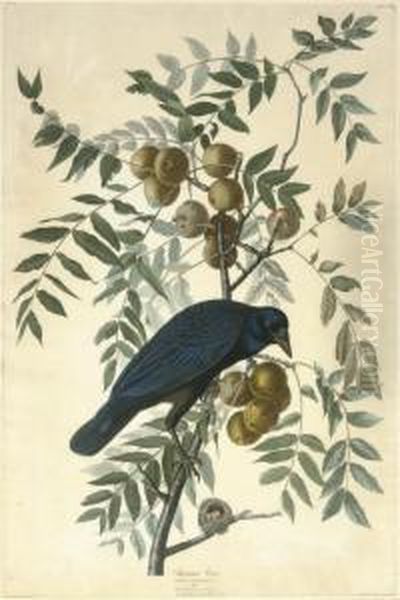 American Crow (plate Clvi)
Corvus Americanus Oil Painting by Robert I Havell