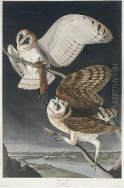 Barn Owl (plate Clxxi)
Strix Flammea Oil Painting by Robert I Havell