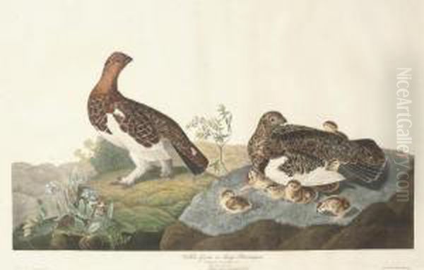 Willow Grous Or Large Ptarmigan (plate Cxci) Oil Painting by Robert I Havell