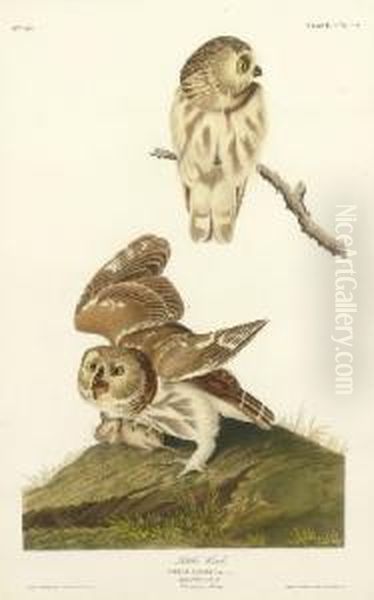 Little Owl (plate Cxcix)
Strix Acadica Oil Painting by Robert I Havell