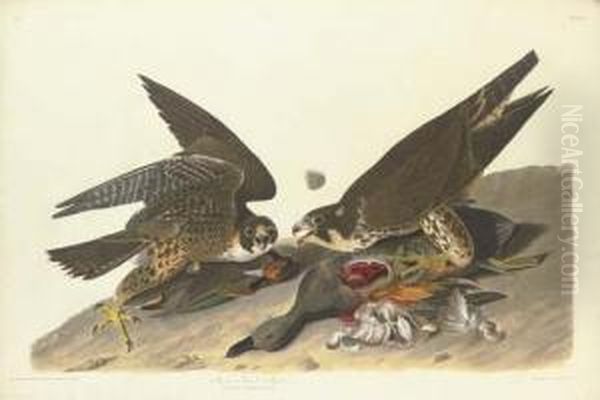 Great Footed Hawk Oil Painting by Robert I Havell