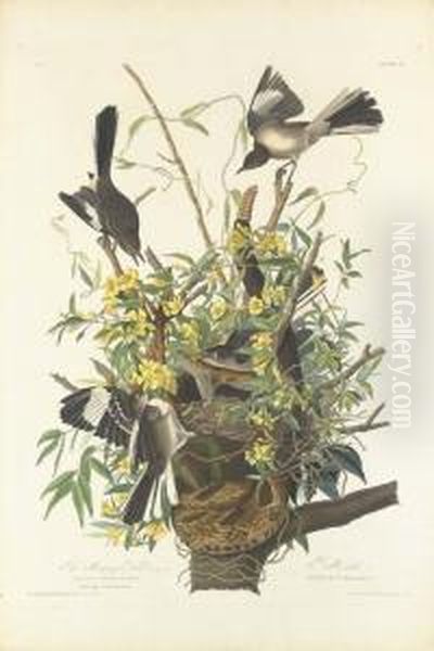 The Mocking Bird Oil Painting by Robert I Havell