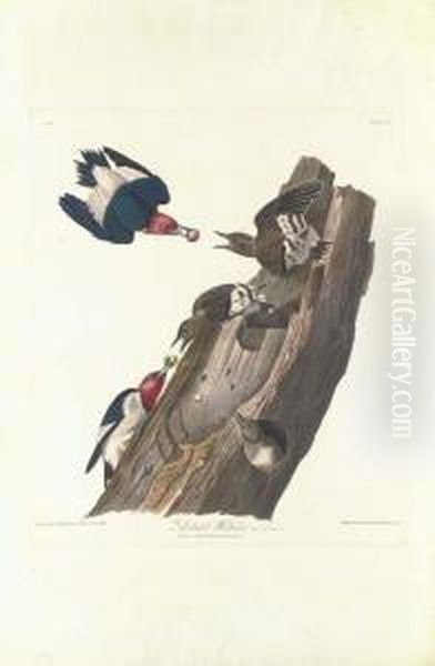 Red Headed Woodpecker Oil Painting by Robert I Havell