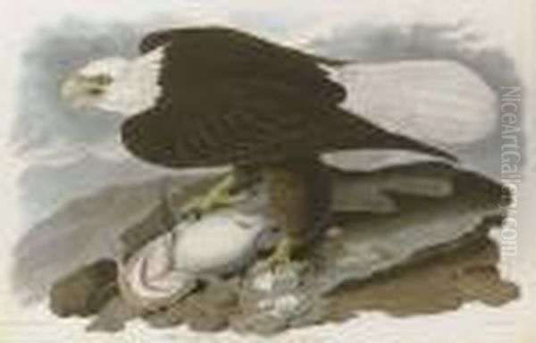 White-headed Eagle Oil Painting by Robert I Havell