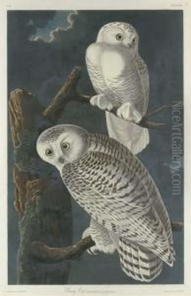 Snowy Owl Oil Painting by Robert I Havell